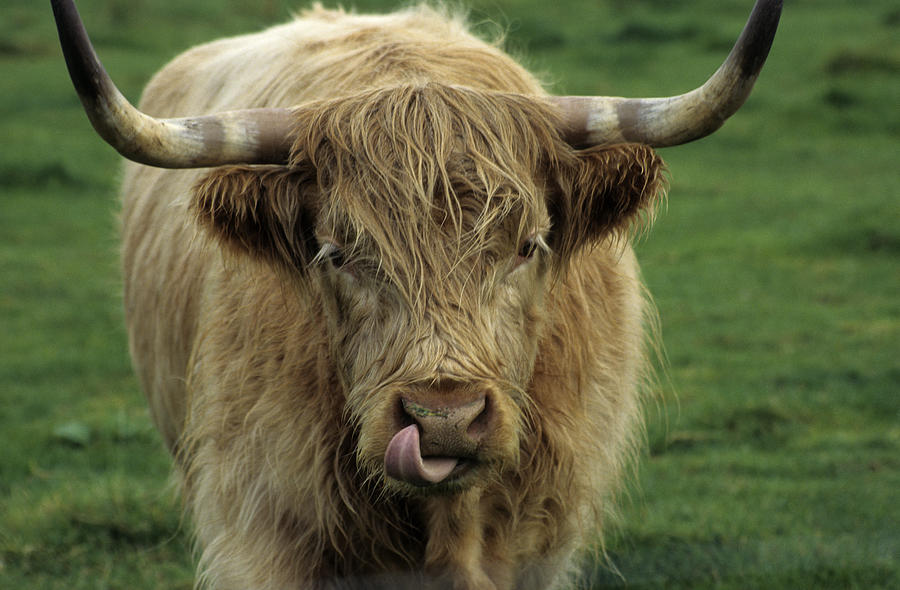 scotch highland cattle