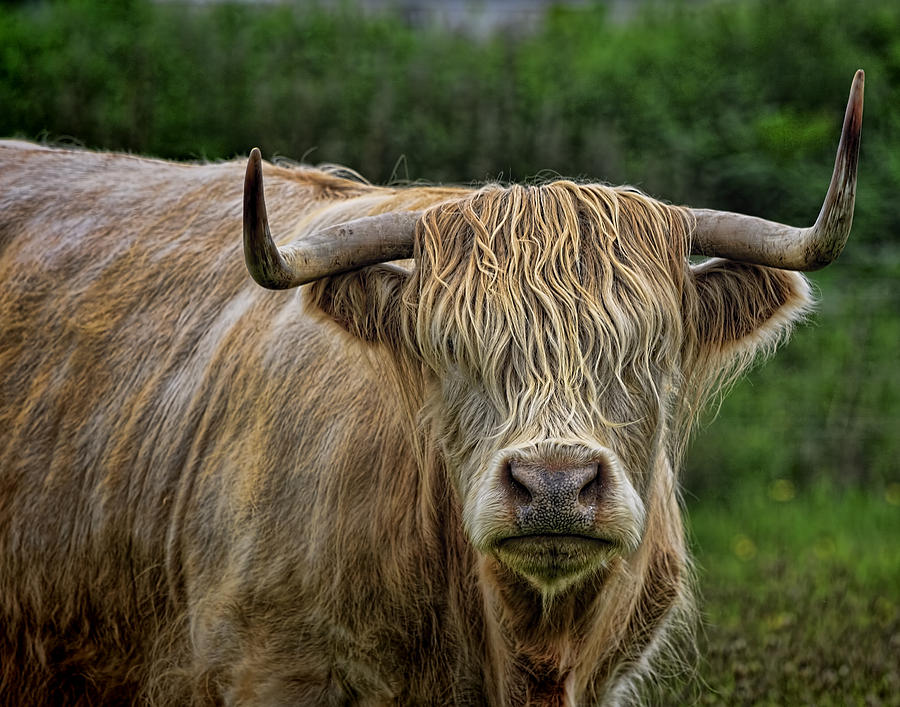 Scottish Highland Cattle Photograph by Ray Kent