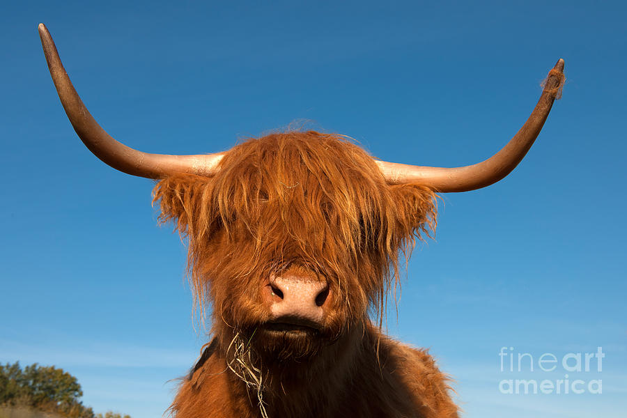 Scottish Highland Cattle Photograph by Robert Wilken