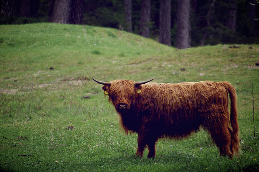 Scottish Highland Cow Photograph by Jan Klomp