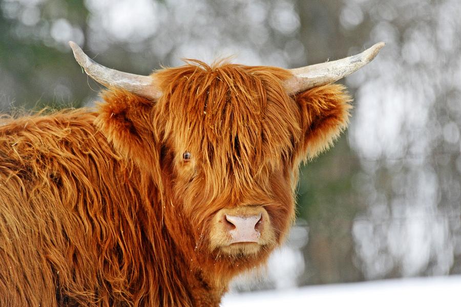 Cow Photograph - Scottish Highland Cow by Michael Allen