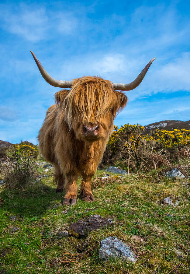 scottish highland cow photos