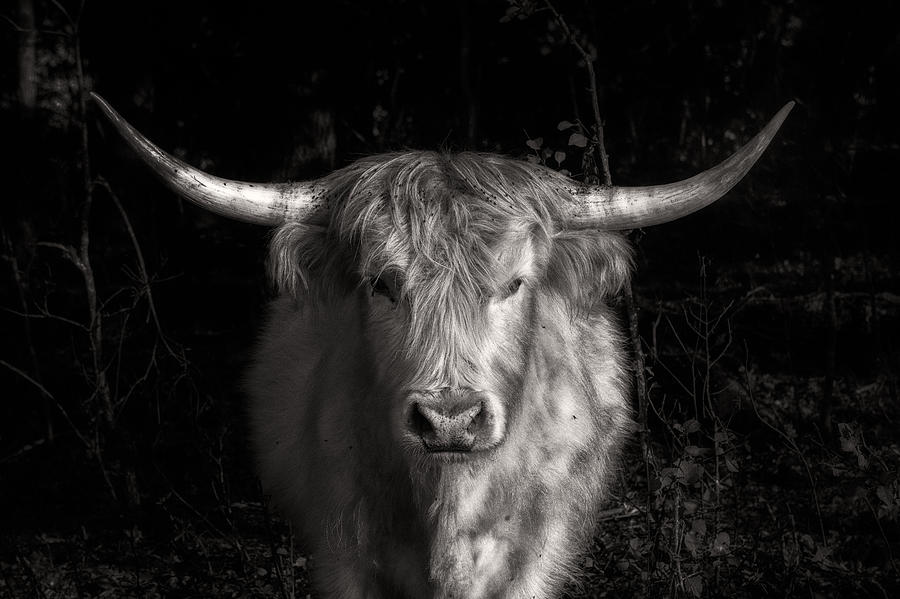 Scottish Highlander Bull Photograph by Robert FERD Frank