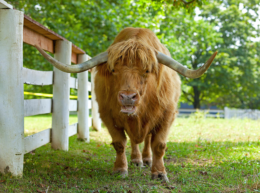 Scottish Highlander Ox Photograph by Alexey Stiop