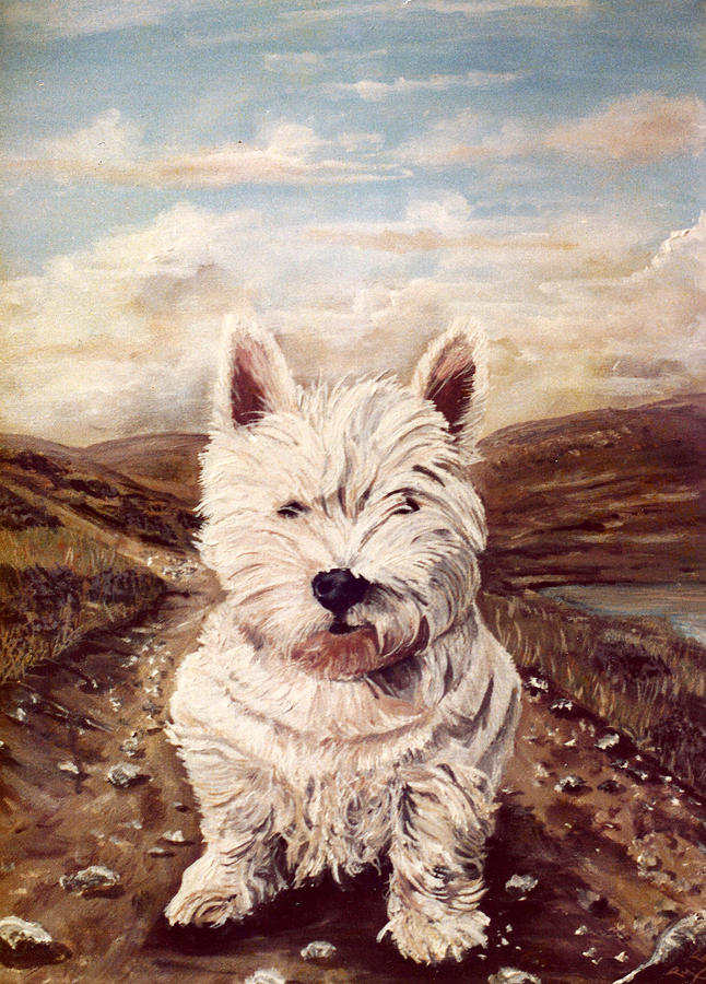 Scottish Kern Painting by Mackenzie Moulton