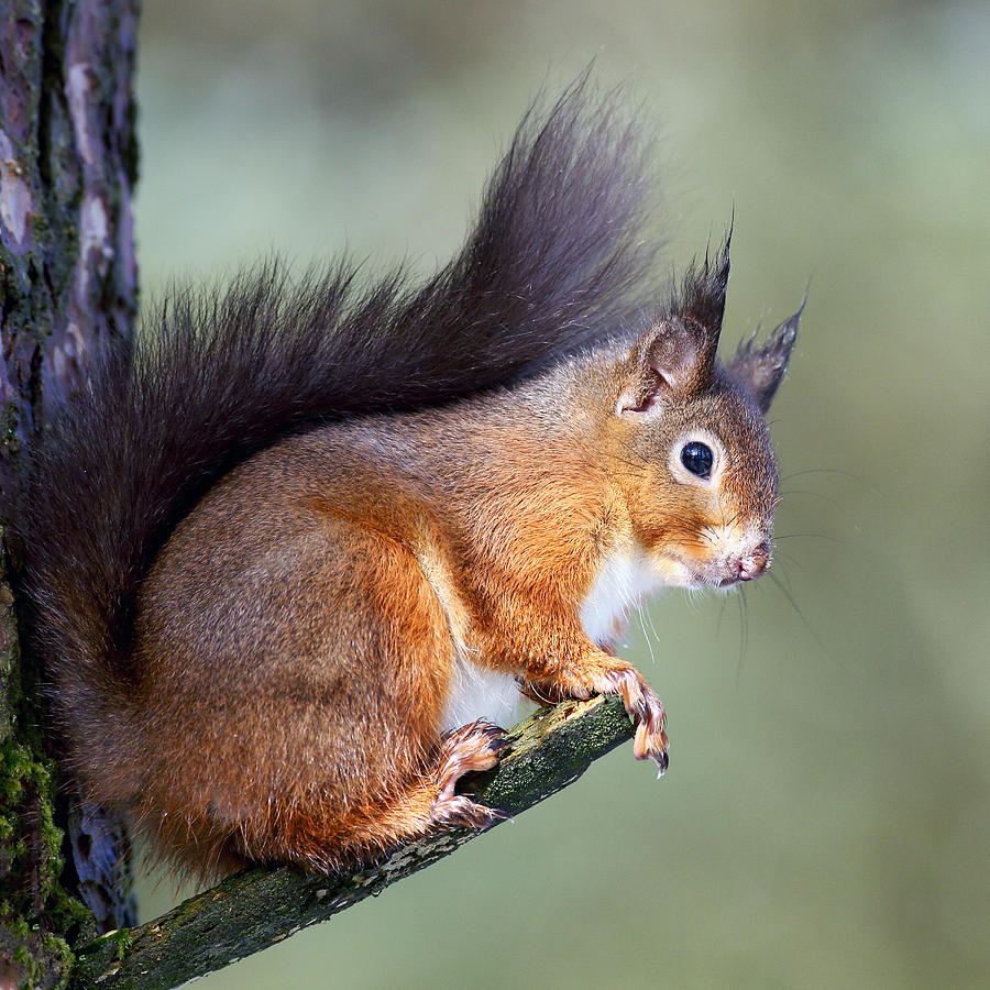 Red Squirrel Photograph - Scottish Red Squirrel by Grant Glendinning
