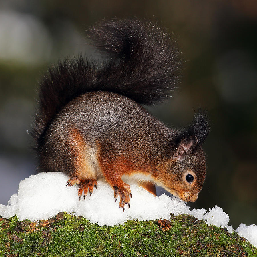 Red Squirrel Photograph - Scottish Red Squirrel in snow by Grant Glendinning