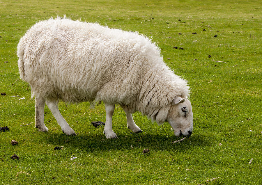 Scottish Sheep - 1 Photograph by Paul Cannon