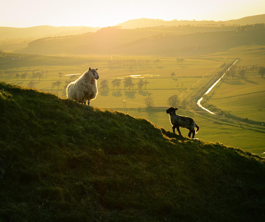 Nature Photograph - Scottish Sheep and Lamb by Mr Doomits