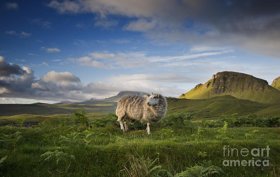 Scottish Sheep Photograph by David Lichtneker