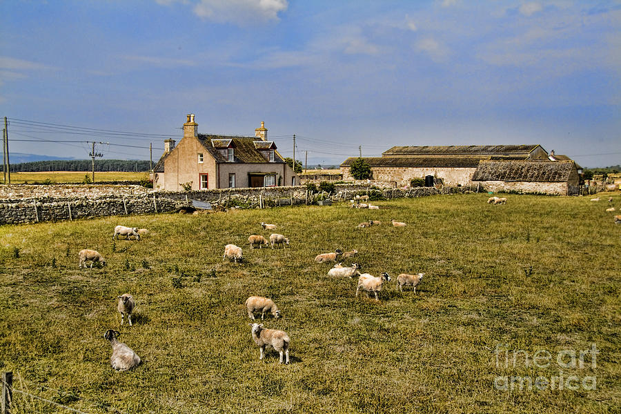 Scottish Sheep Farm Photograph by Bill Bachmann