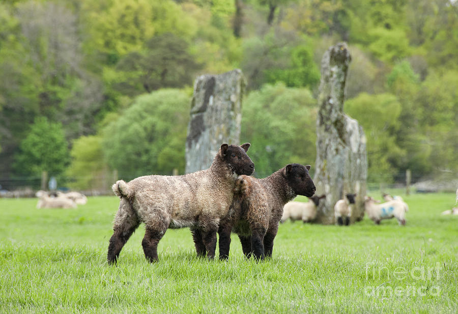 Prehistoric Photograph - Scottish Sheep by Juli Scalzi