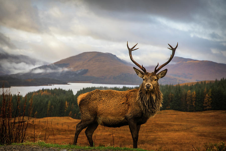 Stag Photograph - Scottish Stag by Adrian Popan