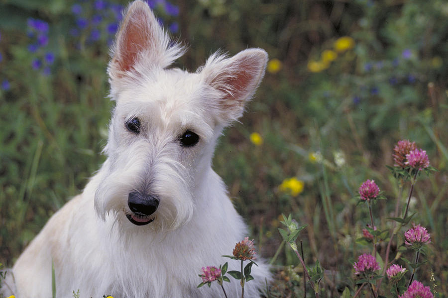 Scottish Terrier Amongst Wild Flowers Photograph by Jeanne White