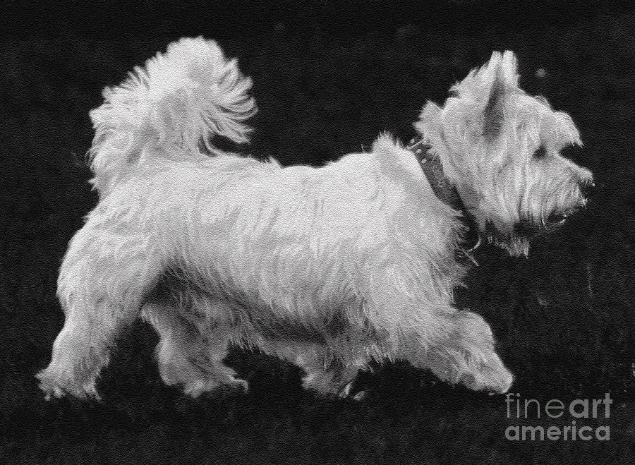 West Highland Terrier Photograph by Cassandra Buckley