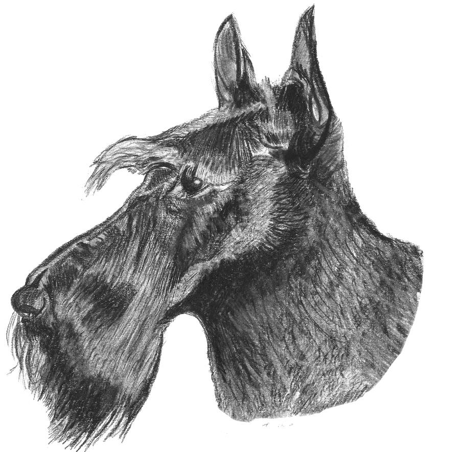 Scottish Terrier Dog Drawing by Catherine Roberts