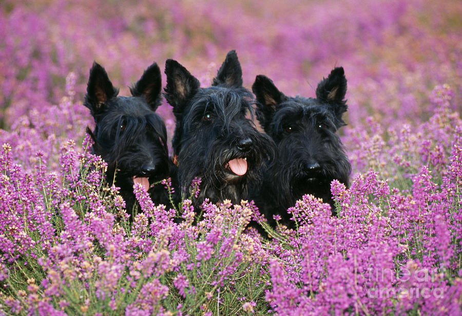 Scottish Terrier Dogs Photograph by John Daniels
