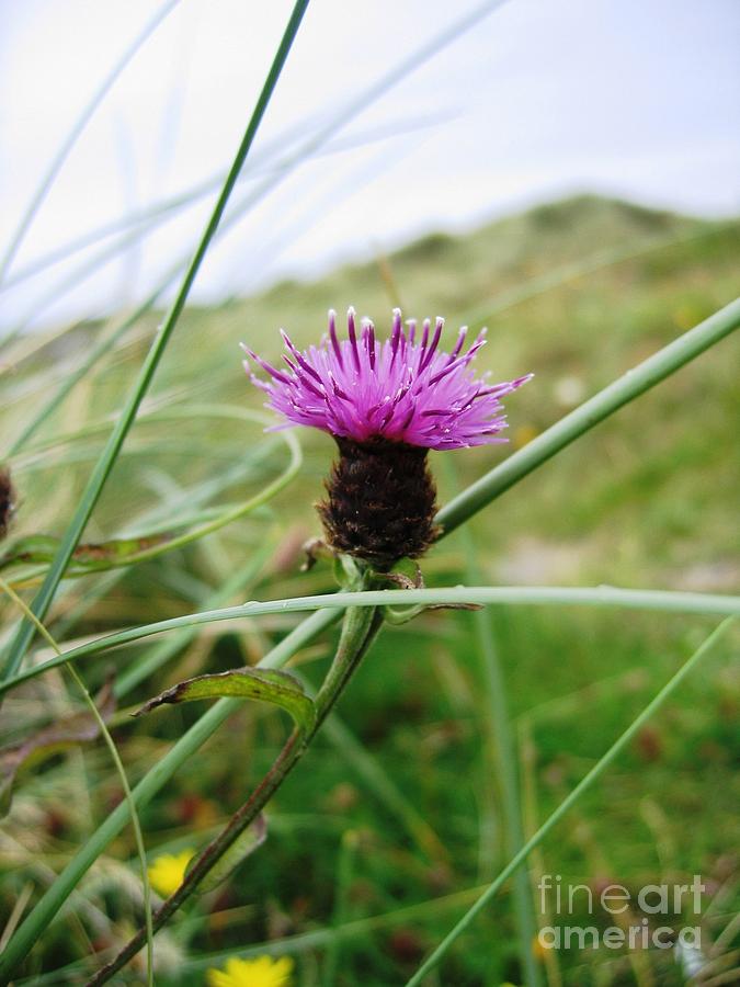 Scottish Thistle Photograph by Denise Railey