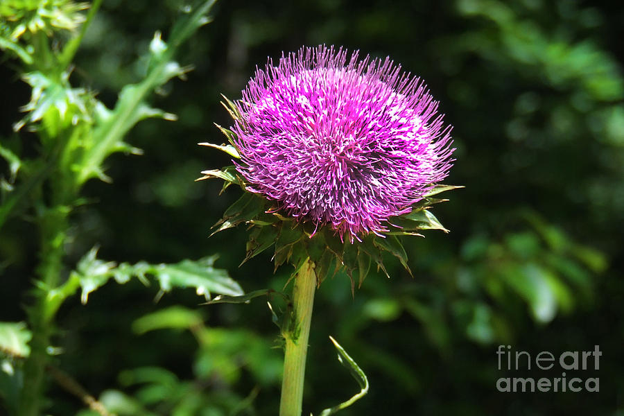 Scottish Thistle Photograph by Stuart Mcdaniel - Fine Art America