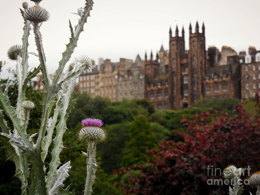 Scottish Thistle Photograph by Valerie Reeves