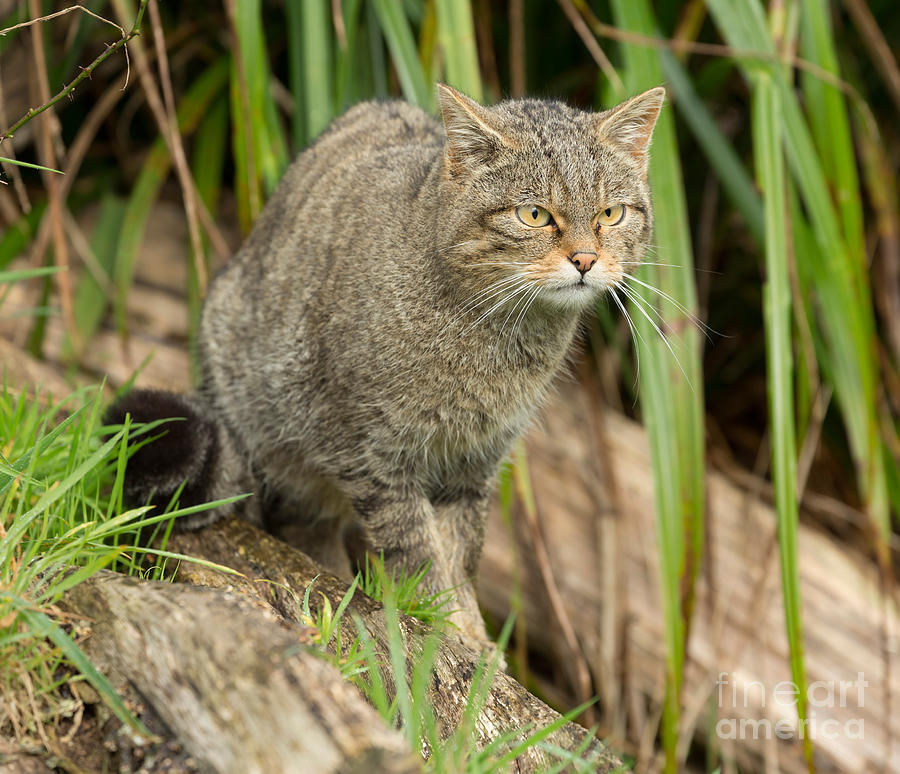 Scottish Wildcat Photograph by Louise Heusinkveld