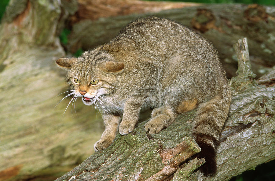 Wildlife Photograph - Scottish Wildcat by Nigel Downer