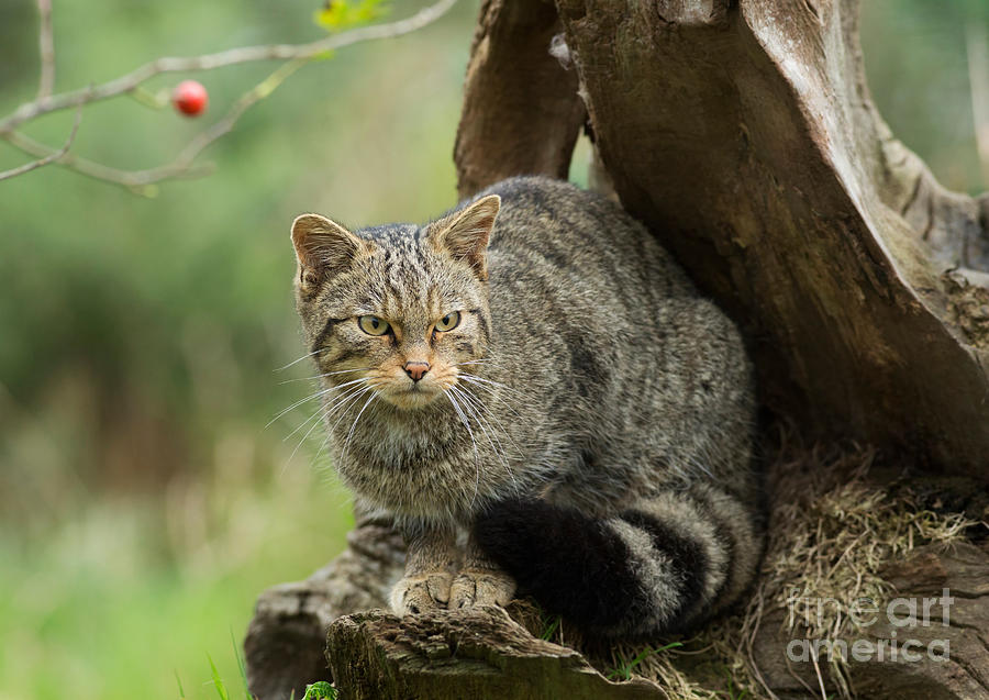 Scottish Wildcat on an Old Stump Photograph by Louise Heusinkveld