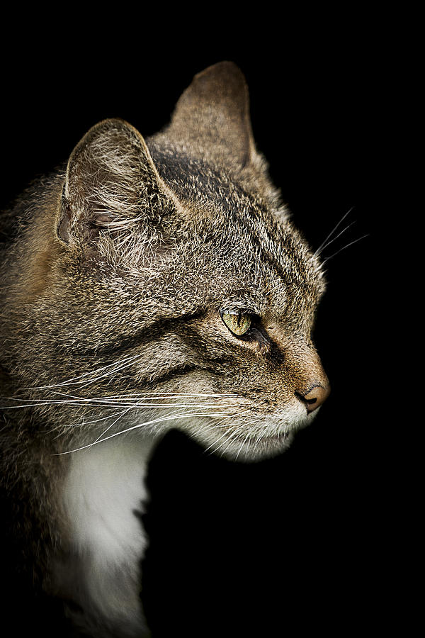 Wildlife Photograph - Scottish Wildcat by Paul Neville Wildlife Photograph - Scottish Wildcat by Paul Neville