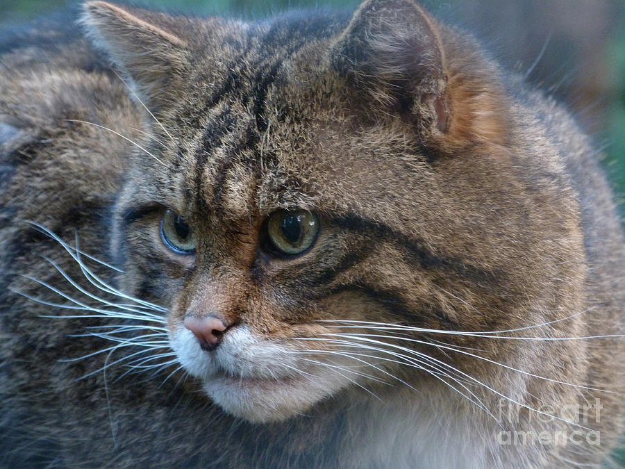Scottish Wildcat Photograph by Phil Banks