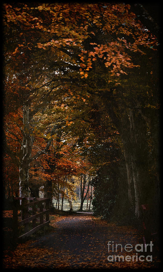 Fall Photograph - Scottish Woodland Walk by Liz  Alderdice