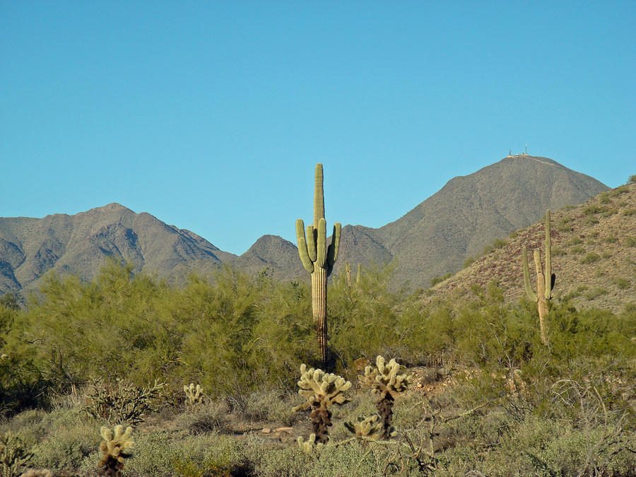 Scottsdale Arizona Desert Cactus Photograph by Andrew Rodgers - Fine ...