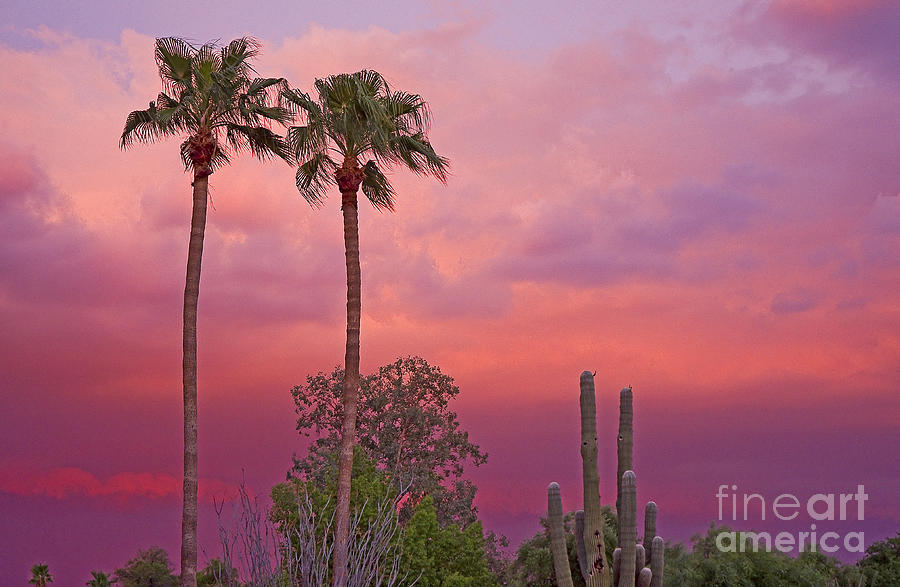 Scottsdale Sunset Photograph by Nick Boren