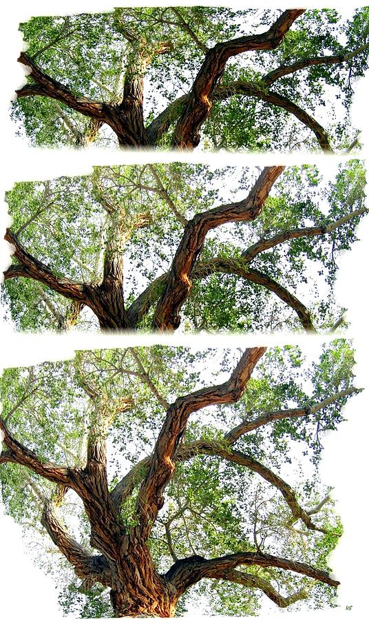 Scottys Castle Oak Tree Digital Art by Will Borden