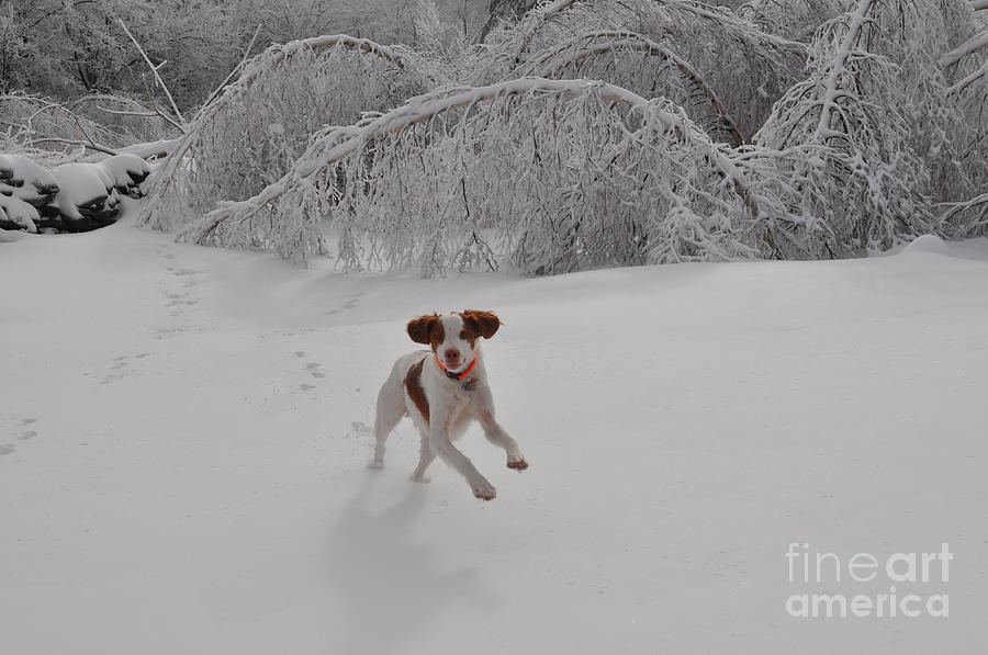 Scout playing in the snow Photograph by Sally Tiska Rice