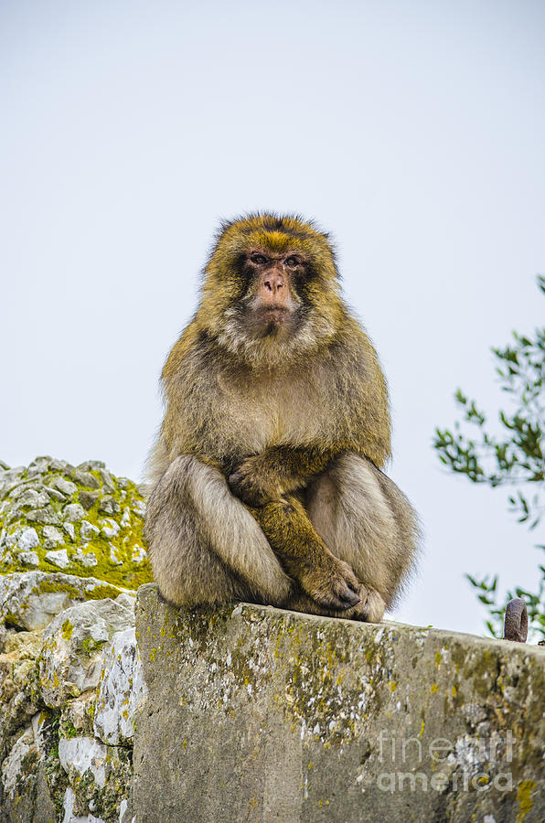 Scowling Barbary Ape Photograph by Deborah Smolinske