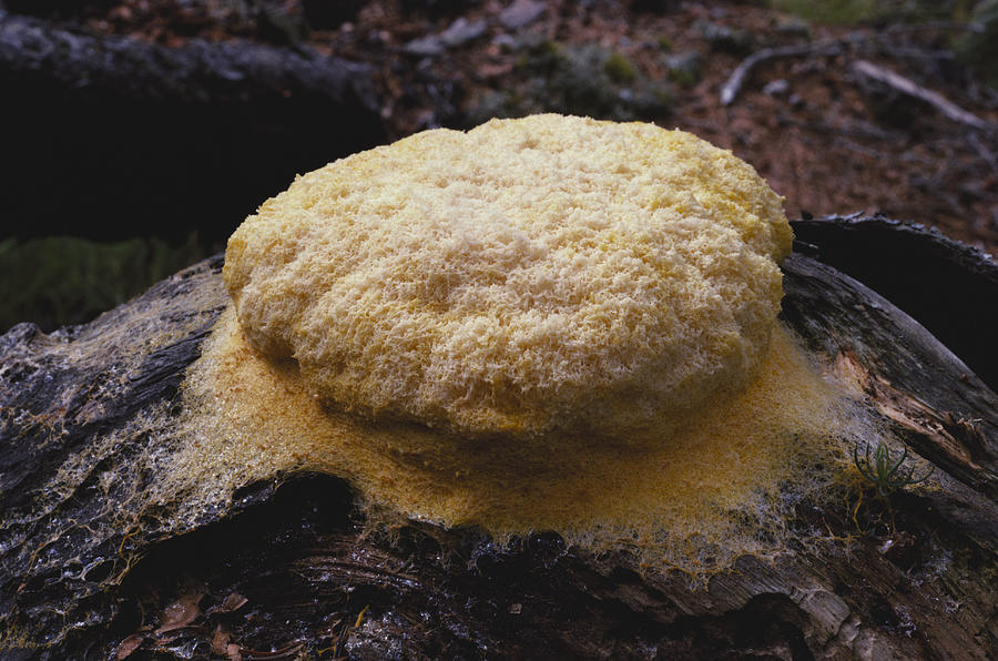 Scrambled Egg Slime Mold Photograph by John W. Bova