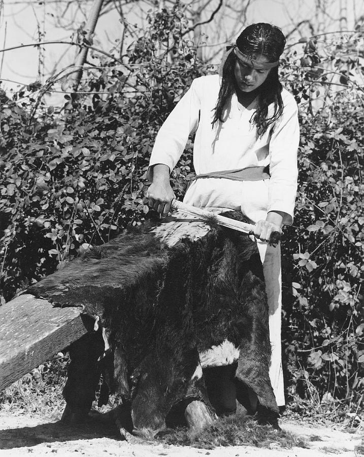 Scraping A Bear Hide Photograph by Underwood Archives Onia