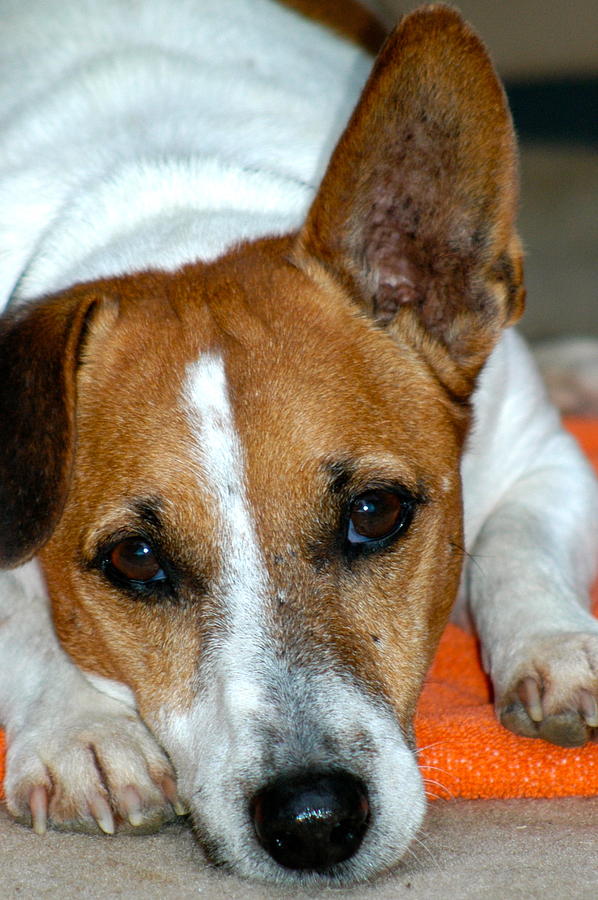 Dog Photograph - Scrappy the Jack Russell by Lehua Pekelo-Stearns