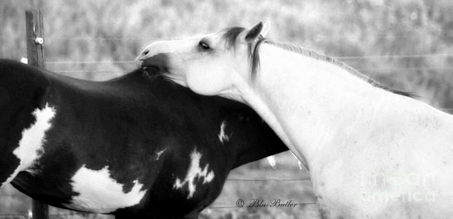 Equine Photograph - Scratch by Ann Butler