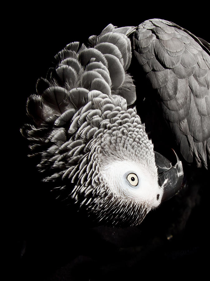 Parrot Photograph - Scratch me by Paulina Szajek