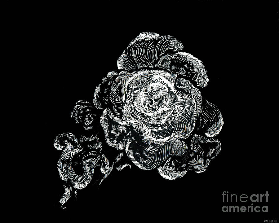 Scratched Rose Drawing by Lizi Beard-Ward