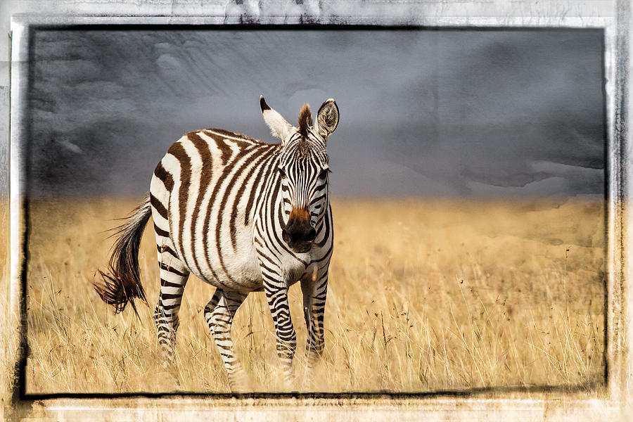 Scratched tin zebra Photograph by Mike Gaudaur