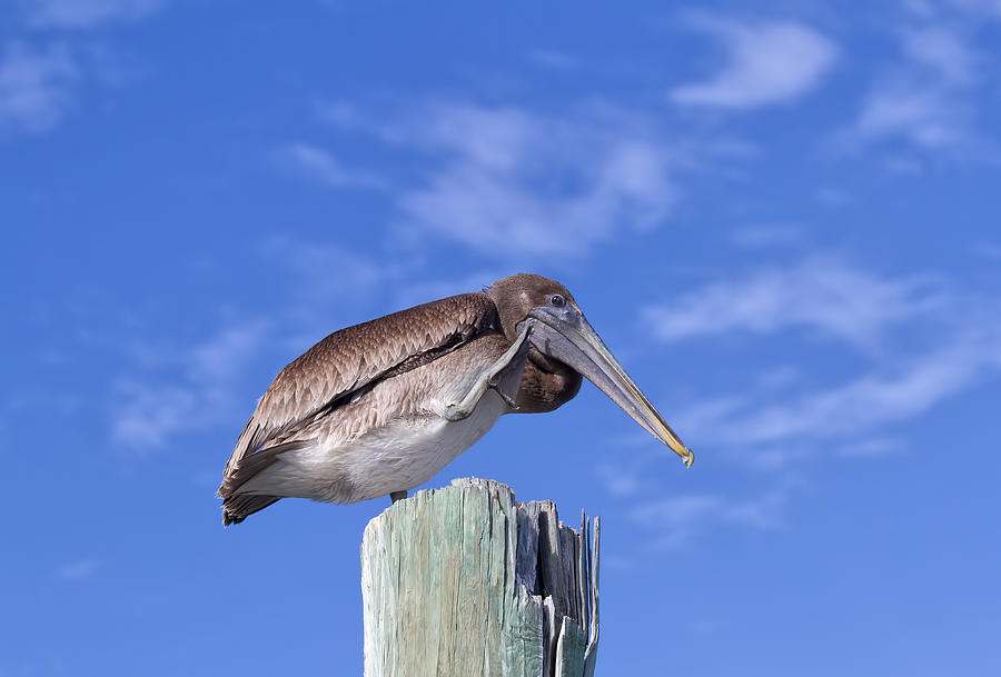 Pelican Photograph - Scratching by Kim Hojnacki
