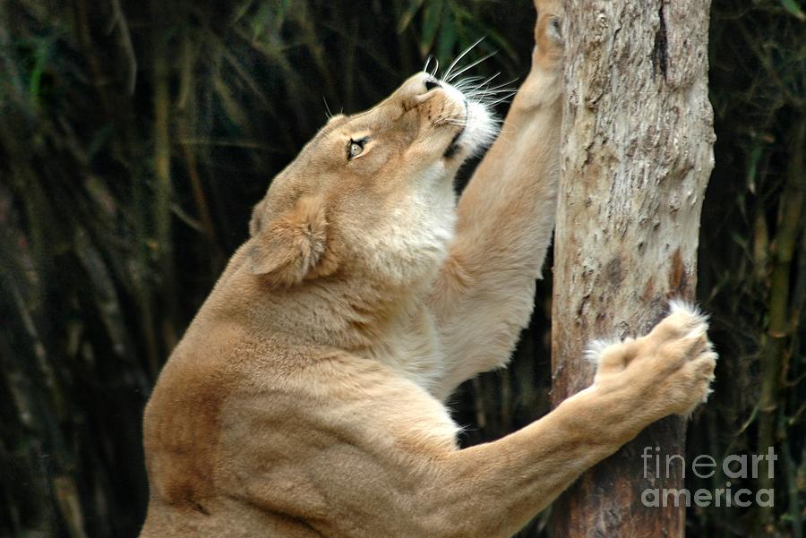 Scratching Post Photograph by Dan Holm