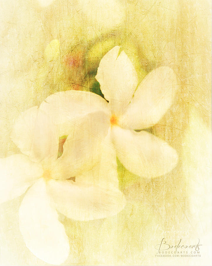 Flower Photograph - Scratchy Jasmine in Bloom by Robin Lewis