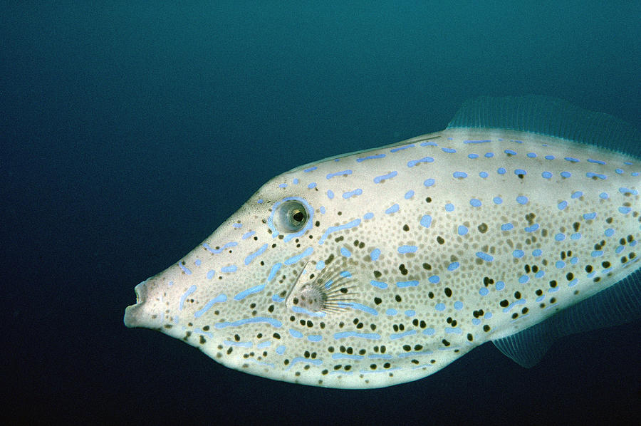 Scrawled Filefish Cocos Island Costa Photograph by Flip Nicklin