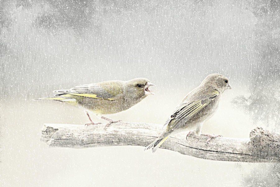 Finch Mixed Media - Screamers In The Snow by Heike Hultsch