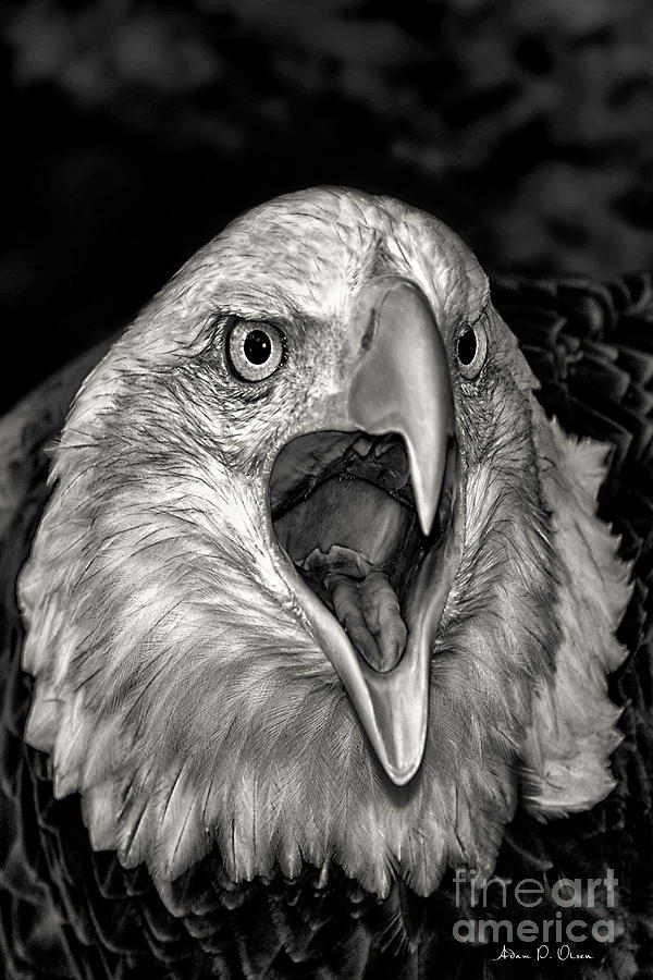 Screamin Eagle Photograph by Adam Olsen