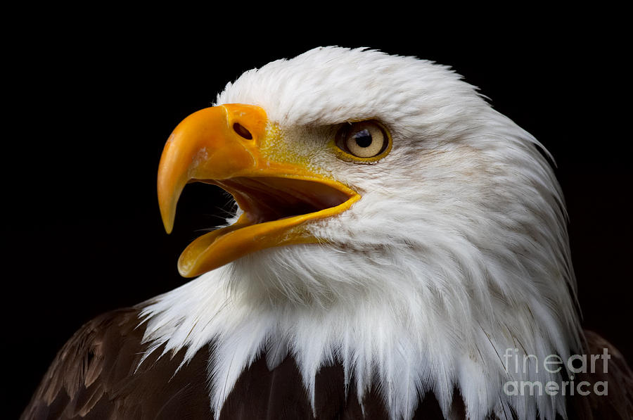 Screaming Bald Eagle Photograph by Nick  Biemans