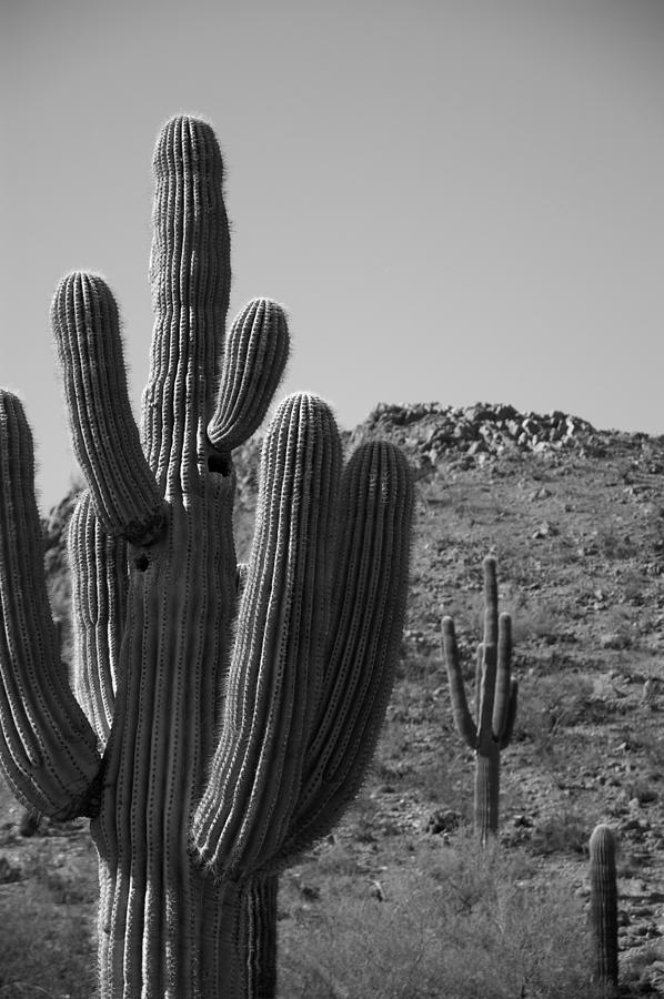 screaming cactus toy